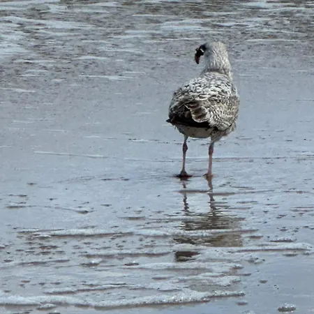 Kapitanskie Blizej Morza